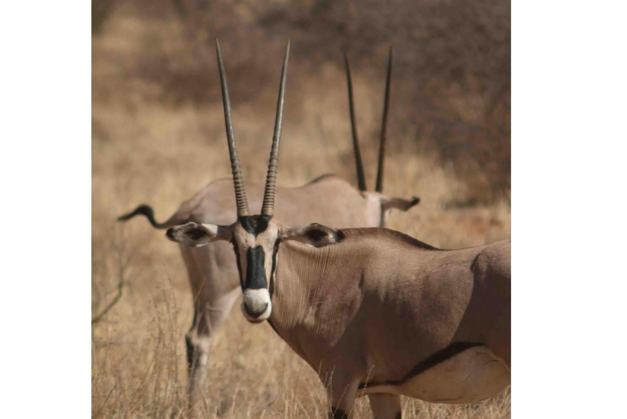 Sarova Shaba Game Lodge Archers Post Ngoại thất bức ảnh